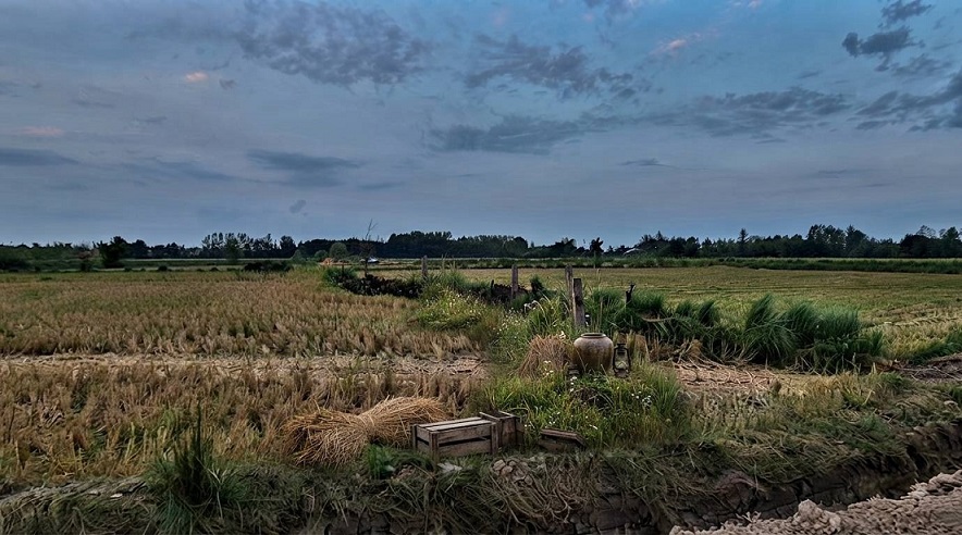 چای سوا
